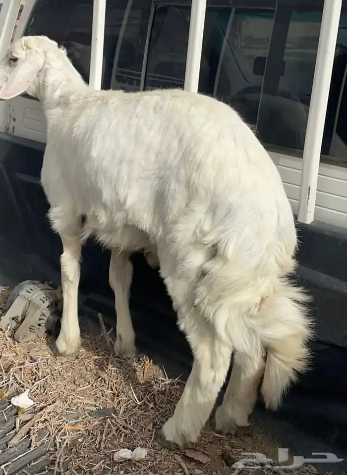 ذبايح ثلاجه 2