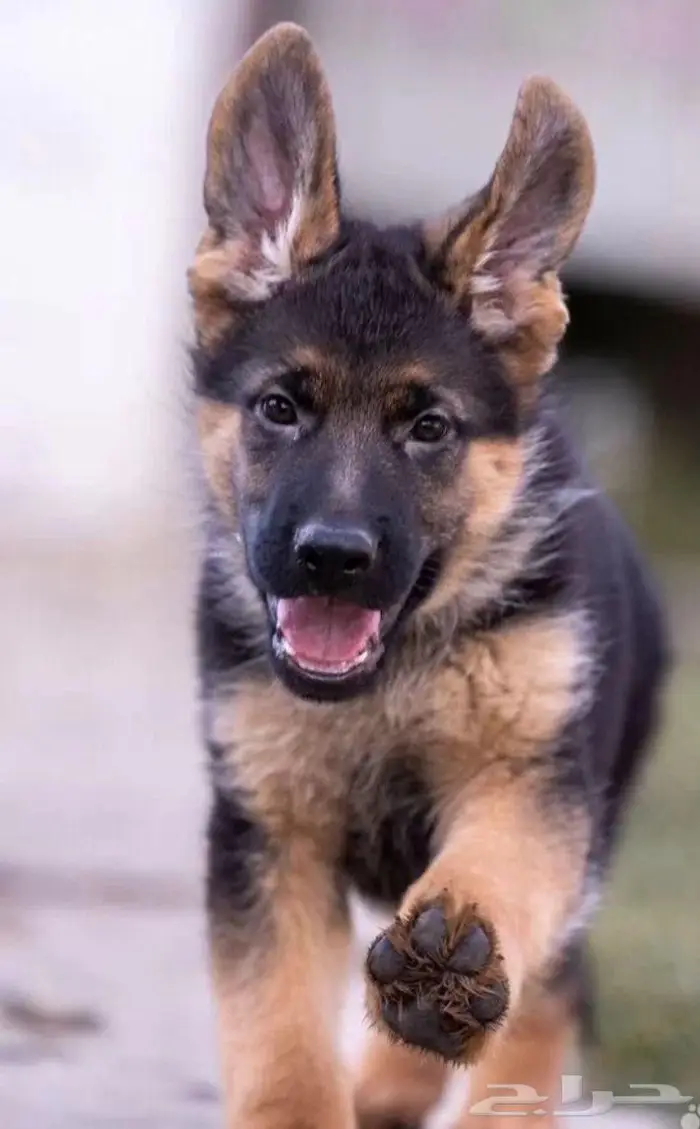 جراء جيرمن شيبرد الذاكبه جاهزه اليوم للاستيراد من روسيا 3