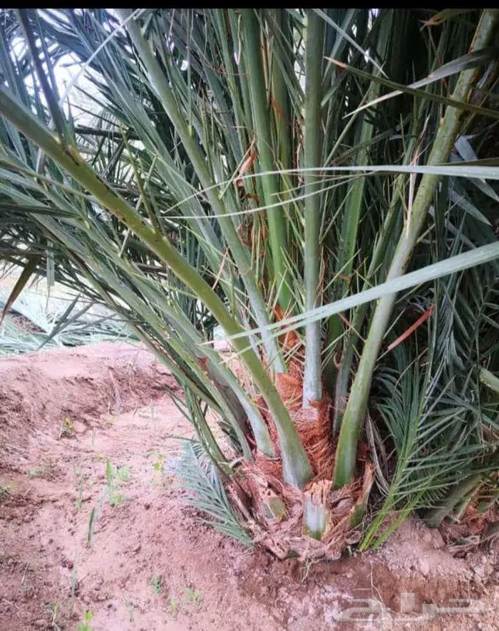 نخل مثمر نقايل جثايث فسائل اخلاص صقعي مجدول سكري نخل واشنطني 1