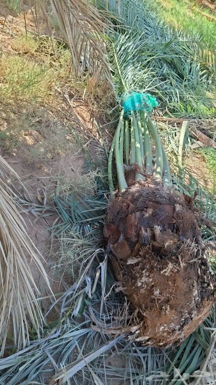 سلام عليكم توجد الدين نخل وفسيل 5