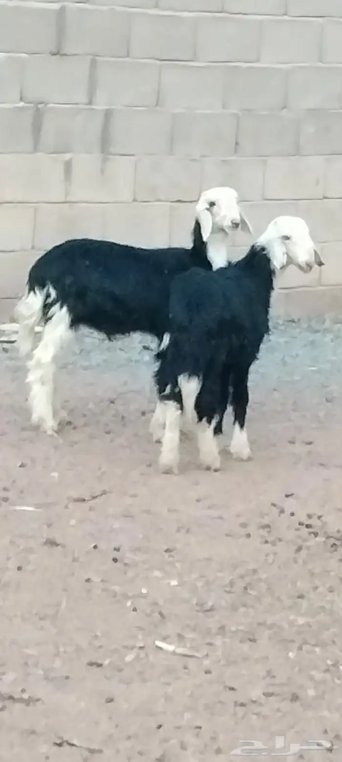 بهم نجد العدد 2 خرفان عمارهن 3 شهر ونص 1