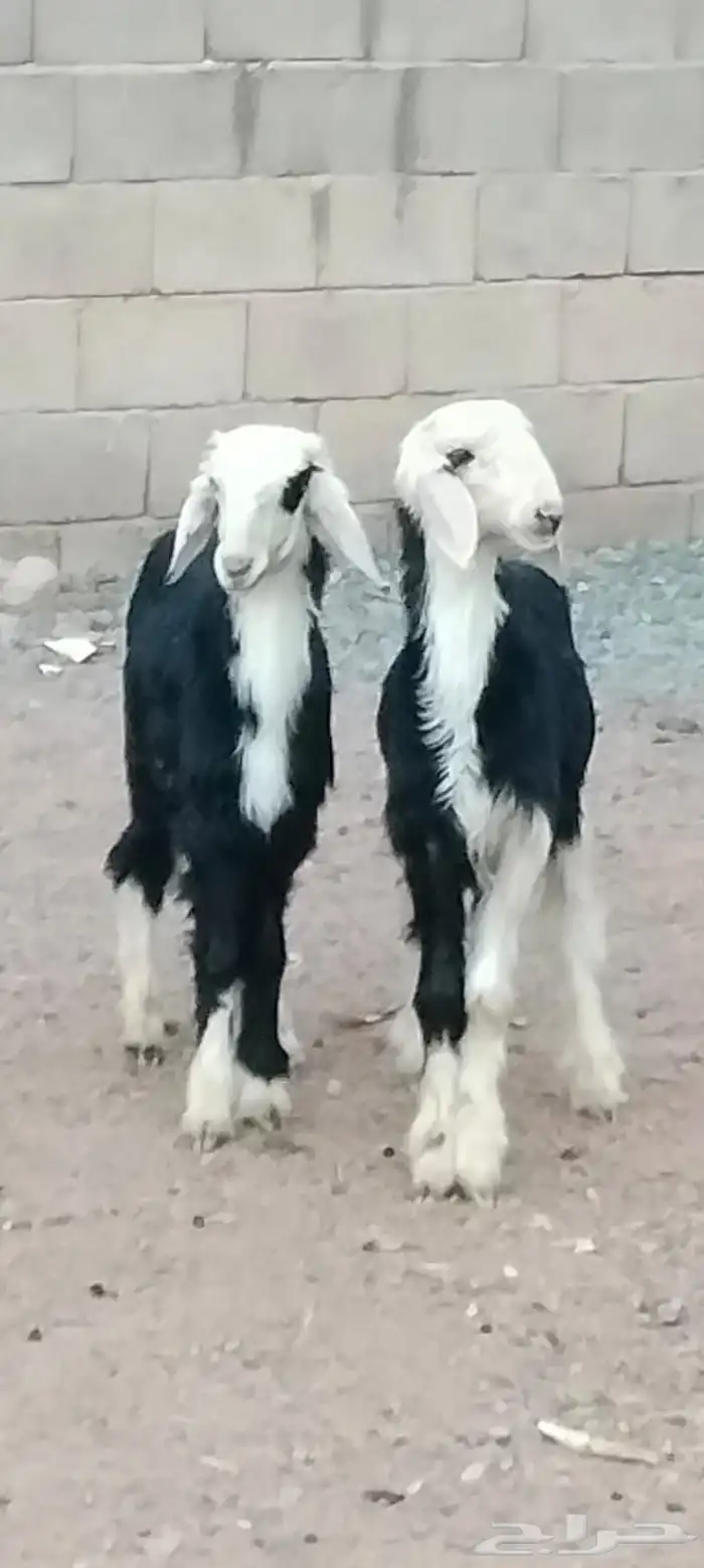 بهم نجد العدد 2 خرفان عمارهن 3 شهر ونص 0