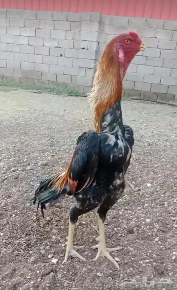 ديك شامو ياباني بطل 0