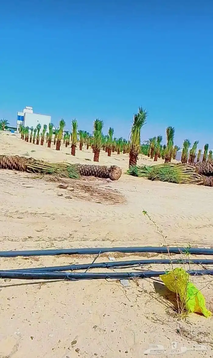 نخل للبيع جميع الأنواع متوفره وجميع المقاسات 13