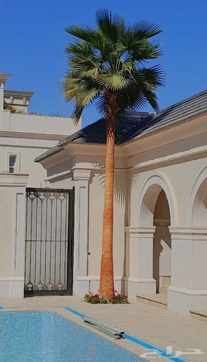 نخيل.واشنطنيا زينه امريكي 14