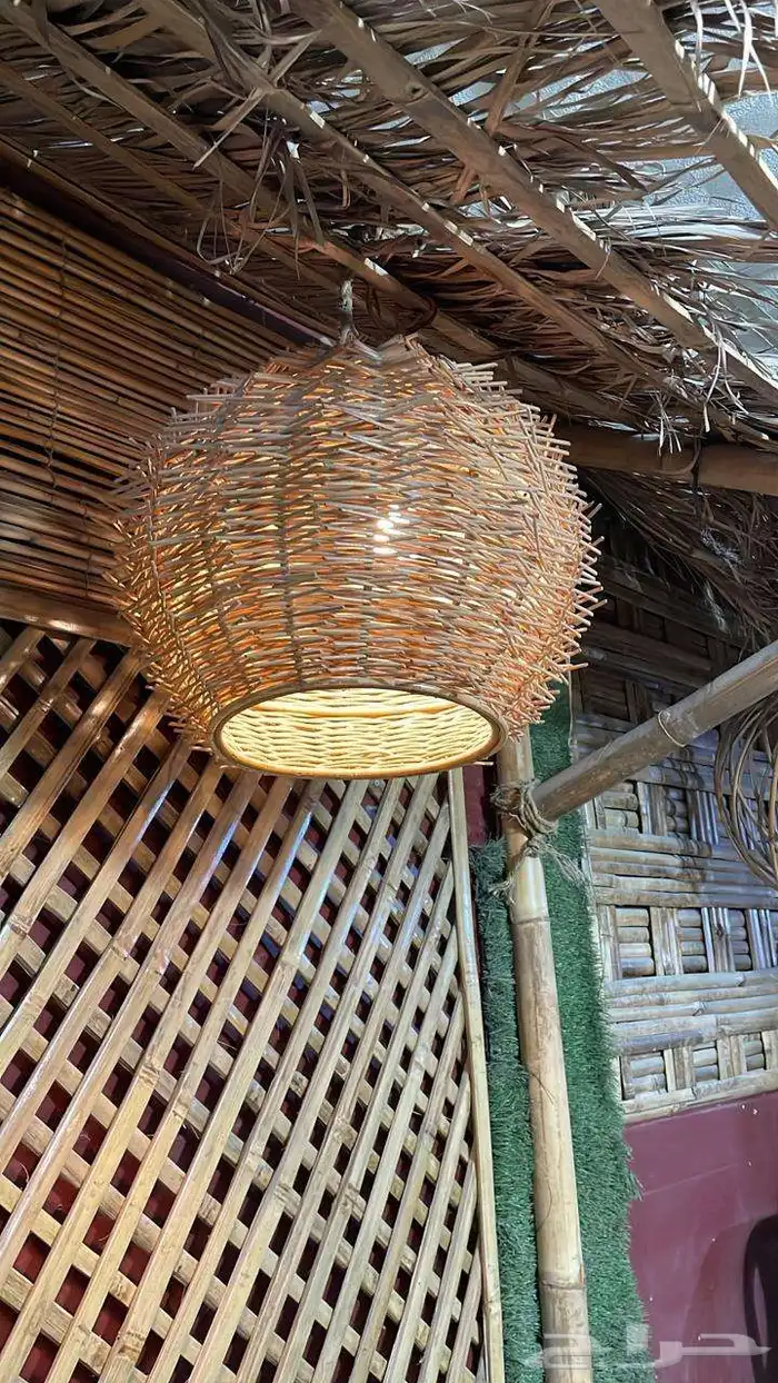 خيزران قش لافريقي 2