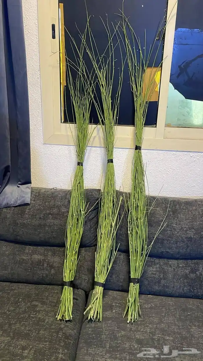 مرخ طازج للبيع 7