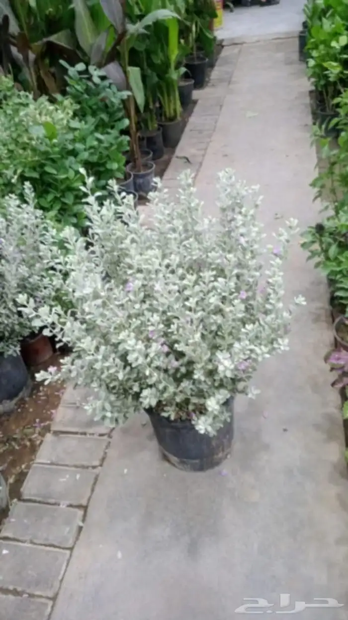 مشتل زراعي 14