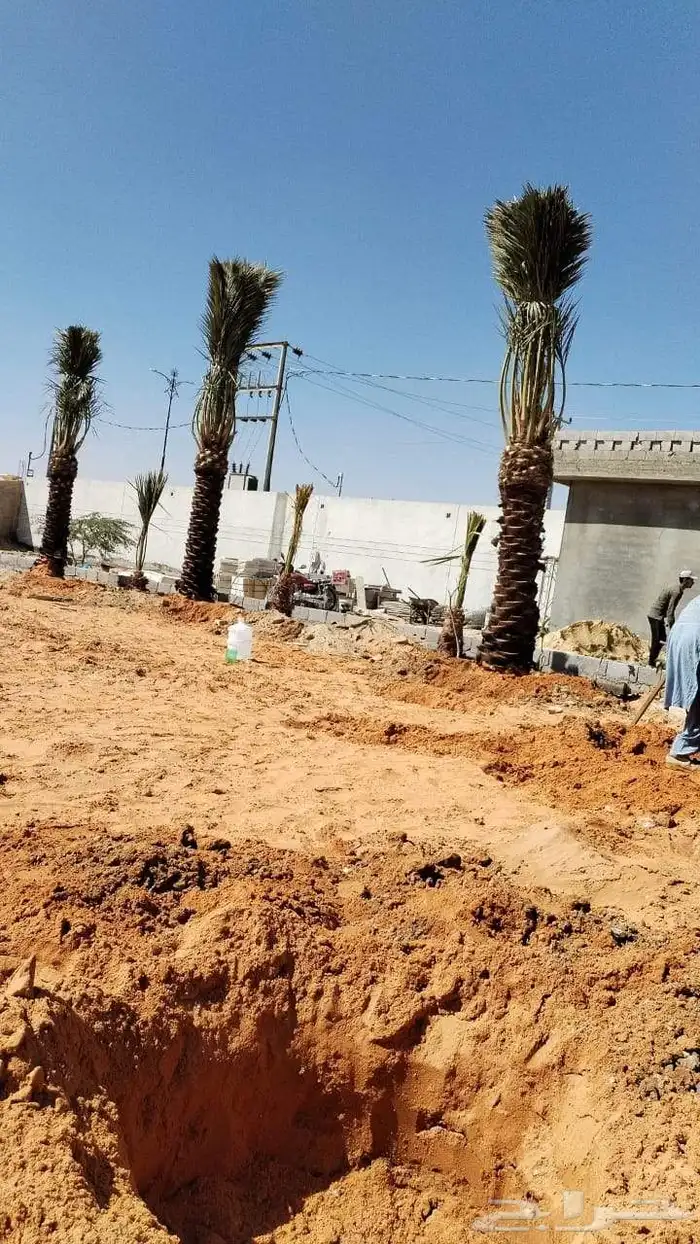 نخل مثمر للبيع خلاص صقعي سكري برحي مجدول شيشي نخيل غر ونان 3