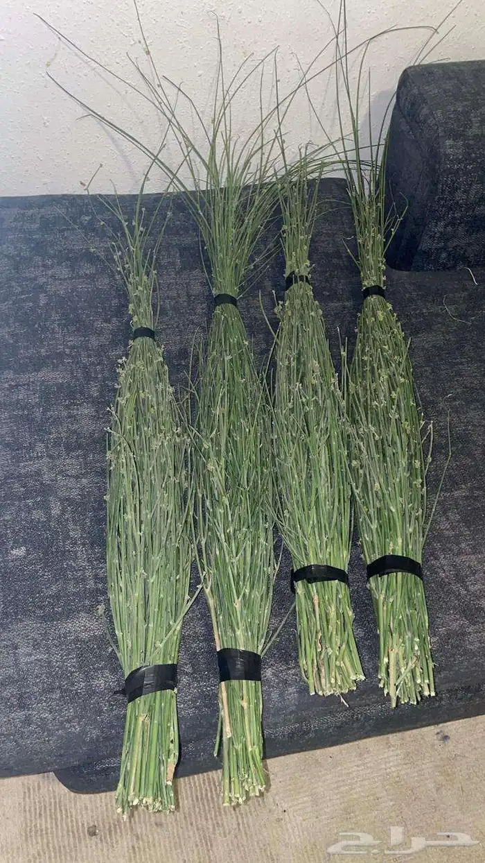 مرخ طازج للبيع 1