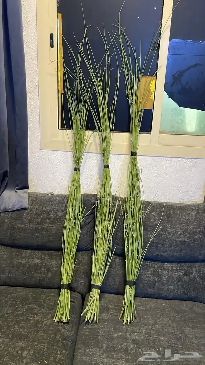 مرخ طازج للبيع 8