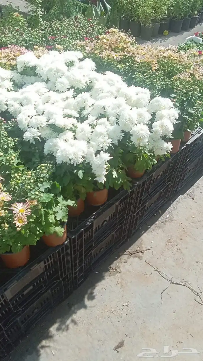 زراعة الورد والأشجار 2