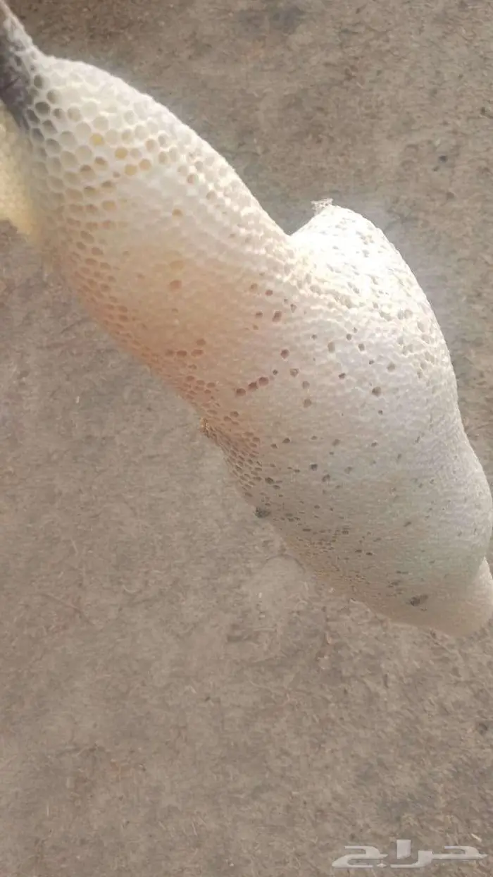 عسل جبلي ابيض مشروط بيني وبينكم الله 3