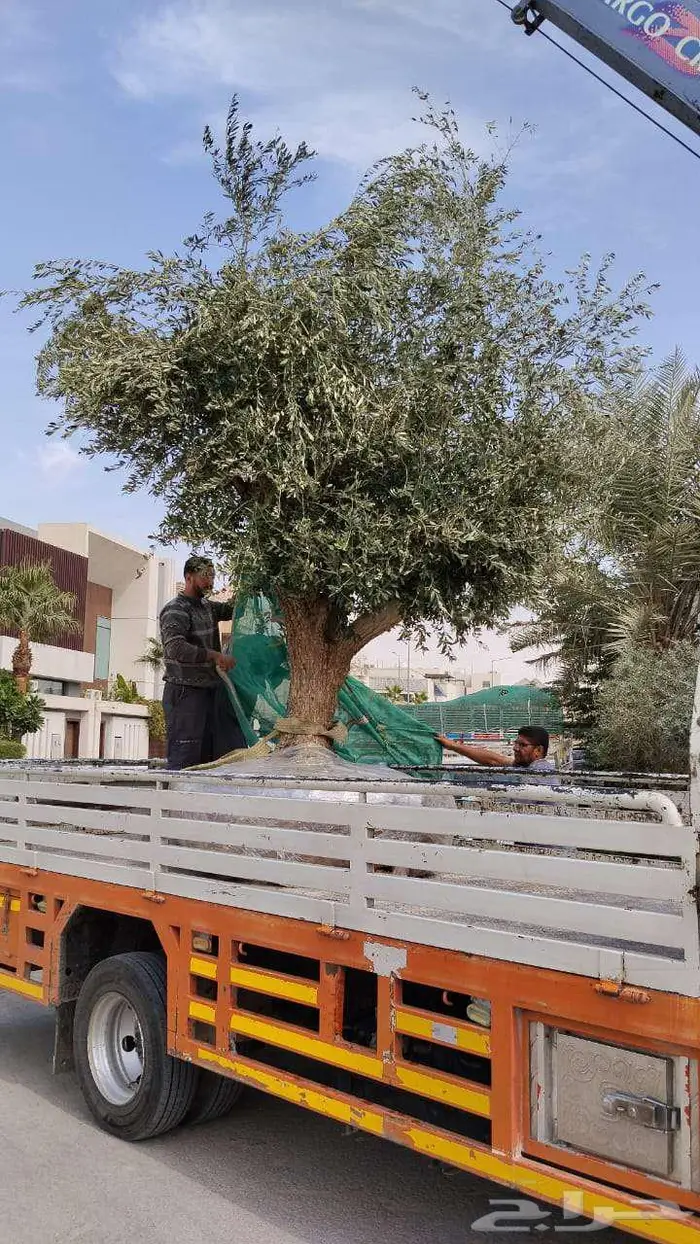 اشجار زيتون طبيعي ومثمرة اسعر خاصة للكميات 2