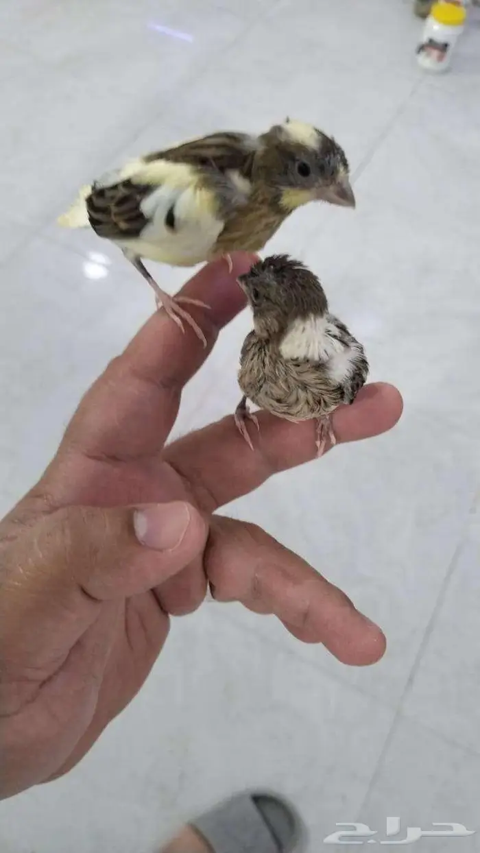 كناري سوري فرخ غر 0