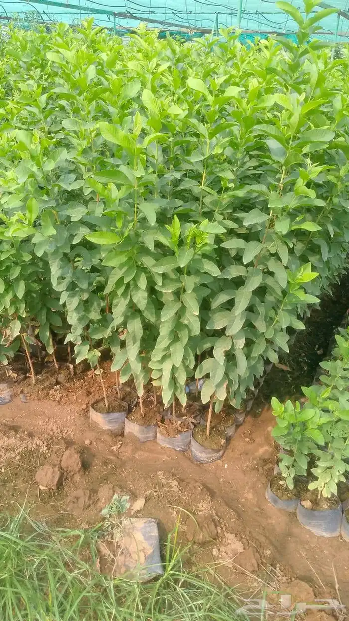 انوع الشتلات منجا 1