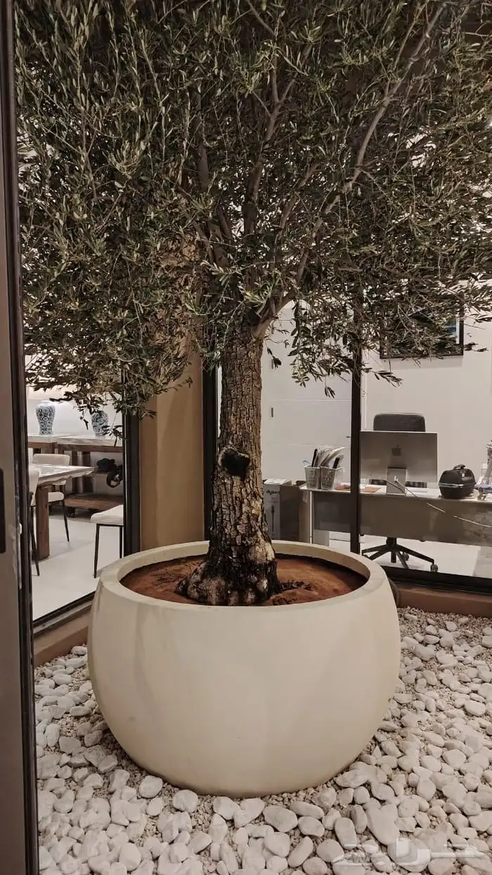 زيتون مثمر منظر جميل 0