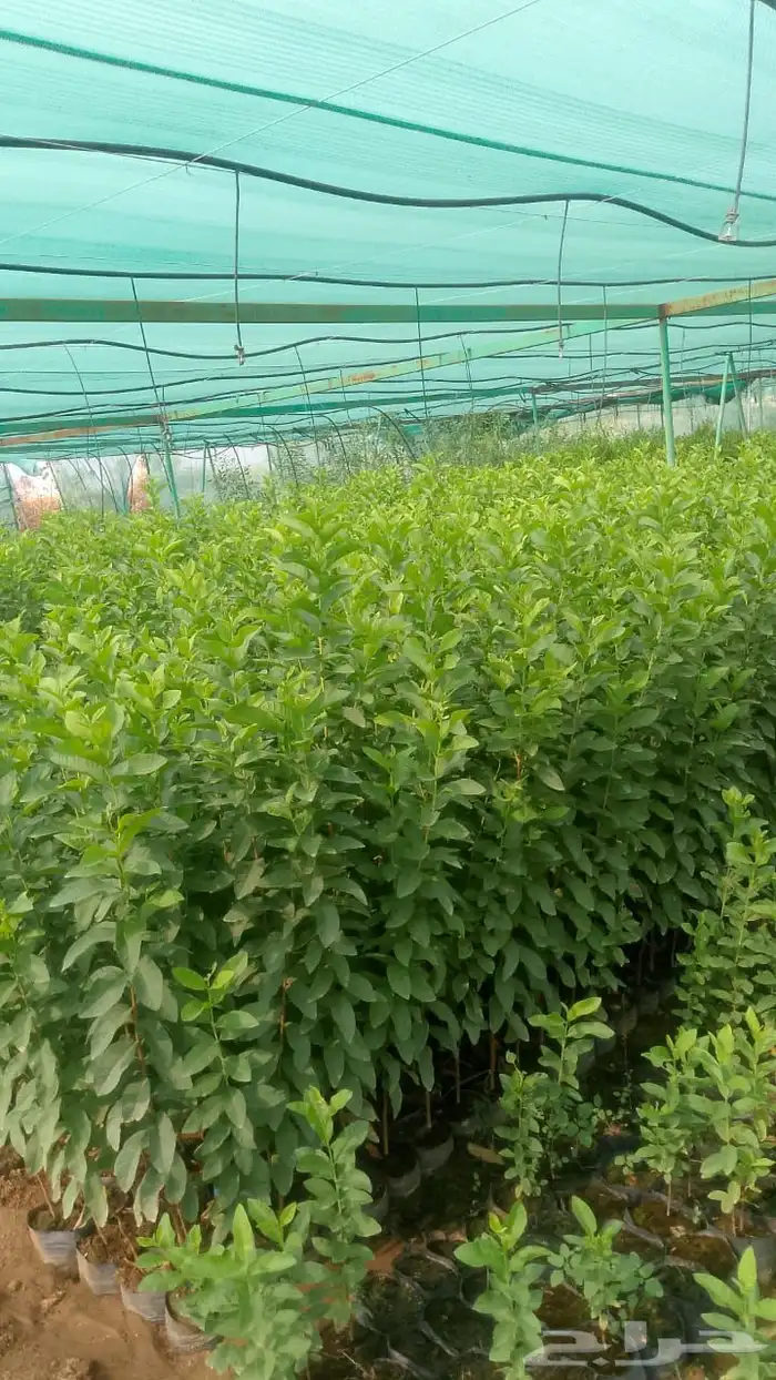 انوع الشتلات منجا 2