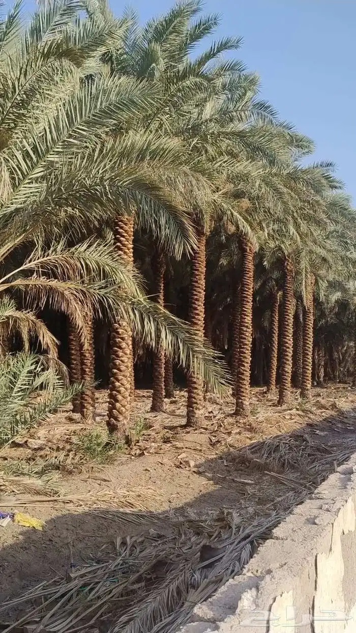 نخل للبيع وتركيب شبوك بانواعها 1