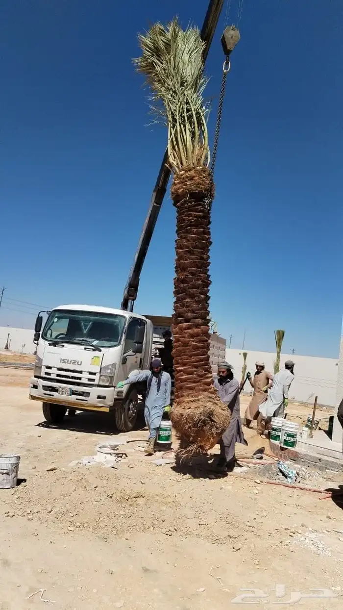نخل مثمر للبيع خلاص صقعي سكري برحي مجدول شيشي نخيل غر ونان 1