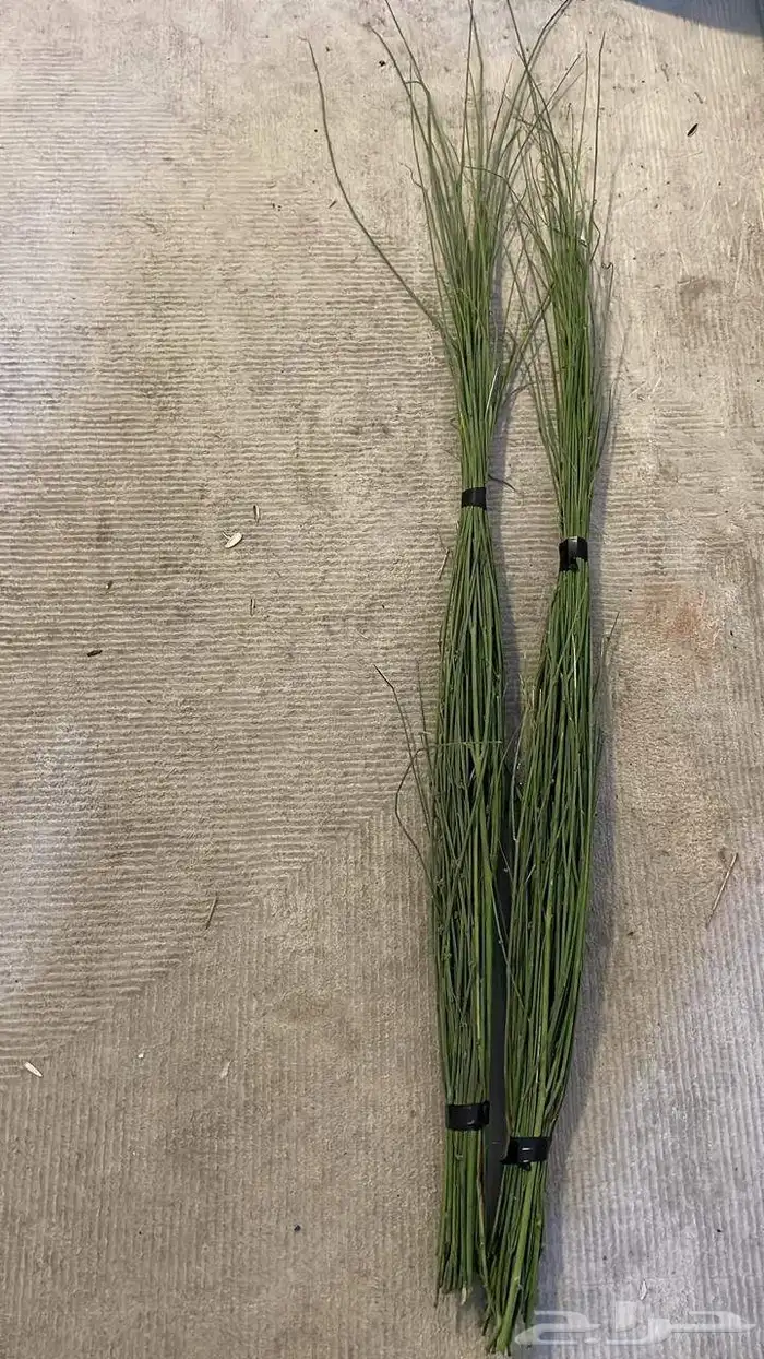 مرخ طازج للبيع 9