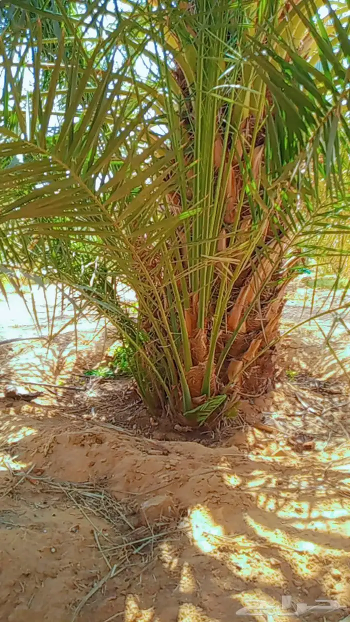 نخيل للبيع 7