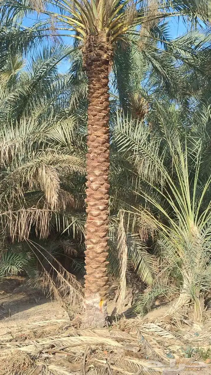 نخل للبيع وتركيب شبوك بانواعها 3