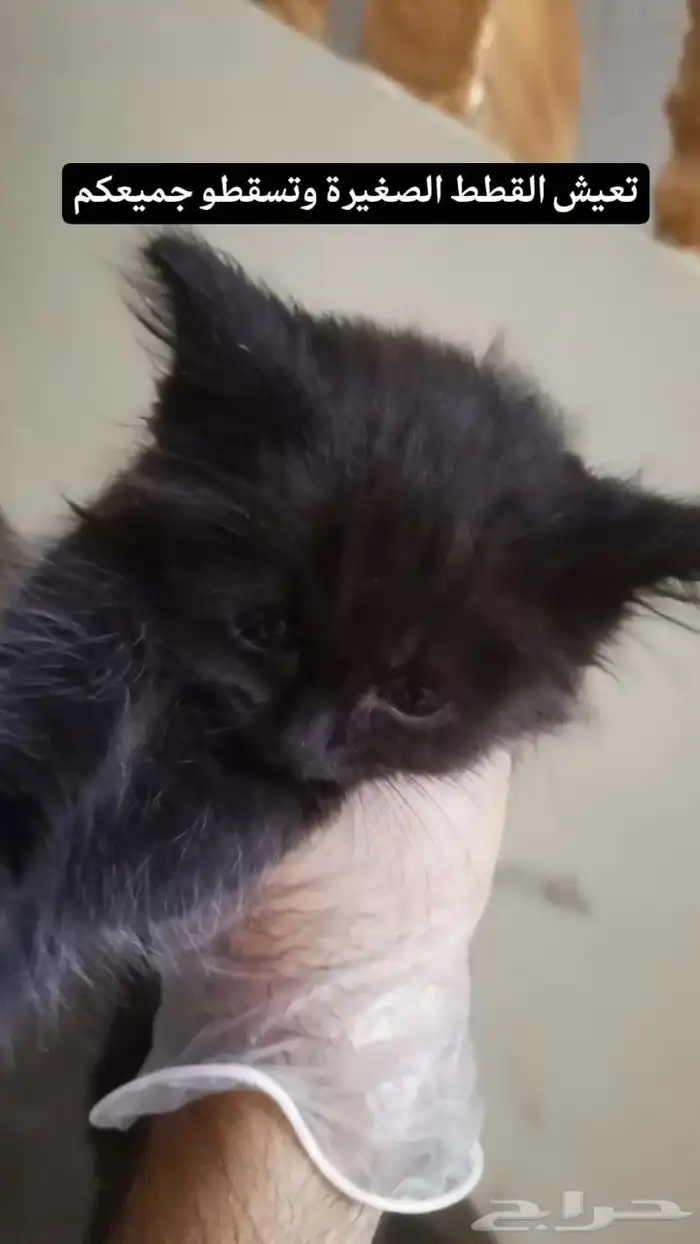 قطه شيرازيه للتبني 1