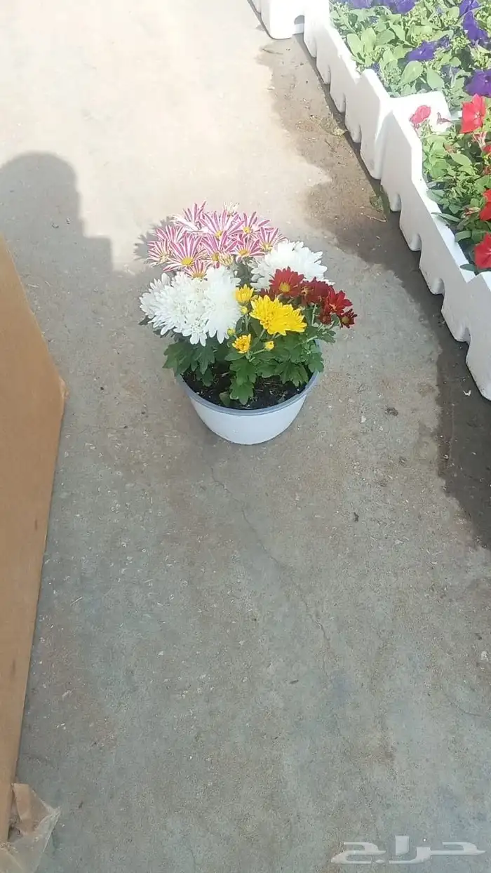 زراعة الورد والأشجار 4