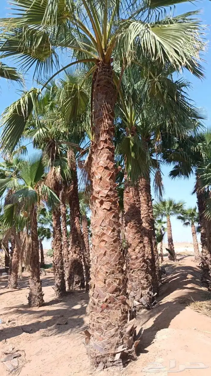 بيع وشراء النخيل 2