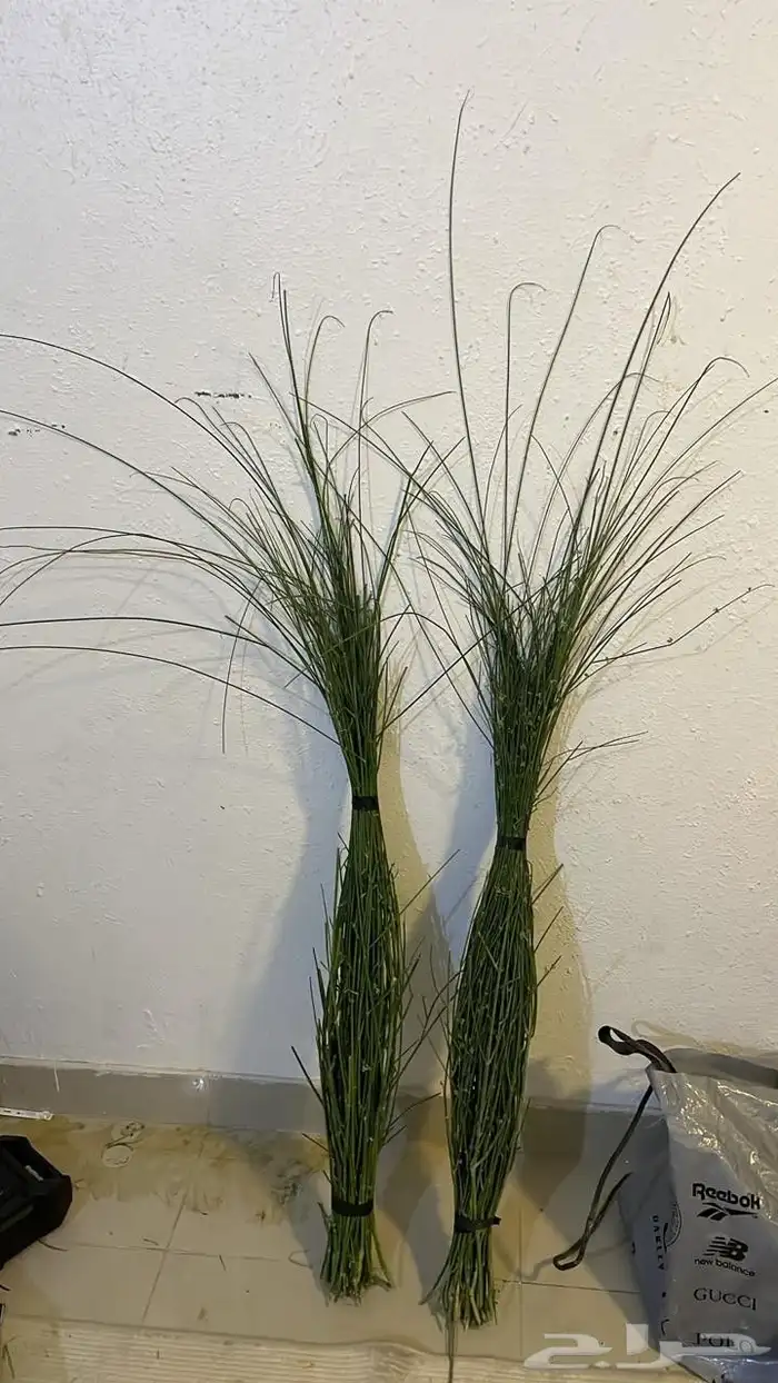 مرخ طازج للبيع 3