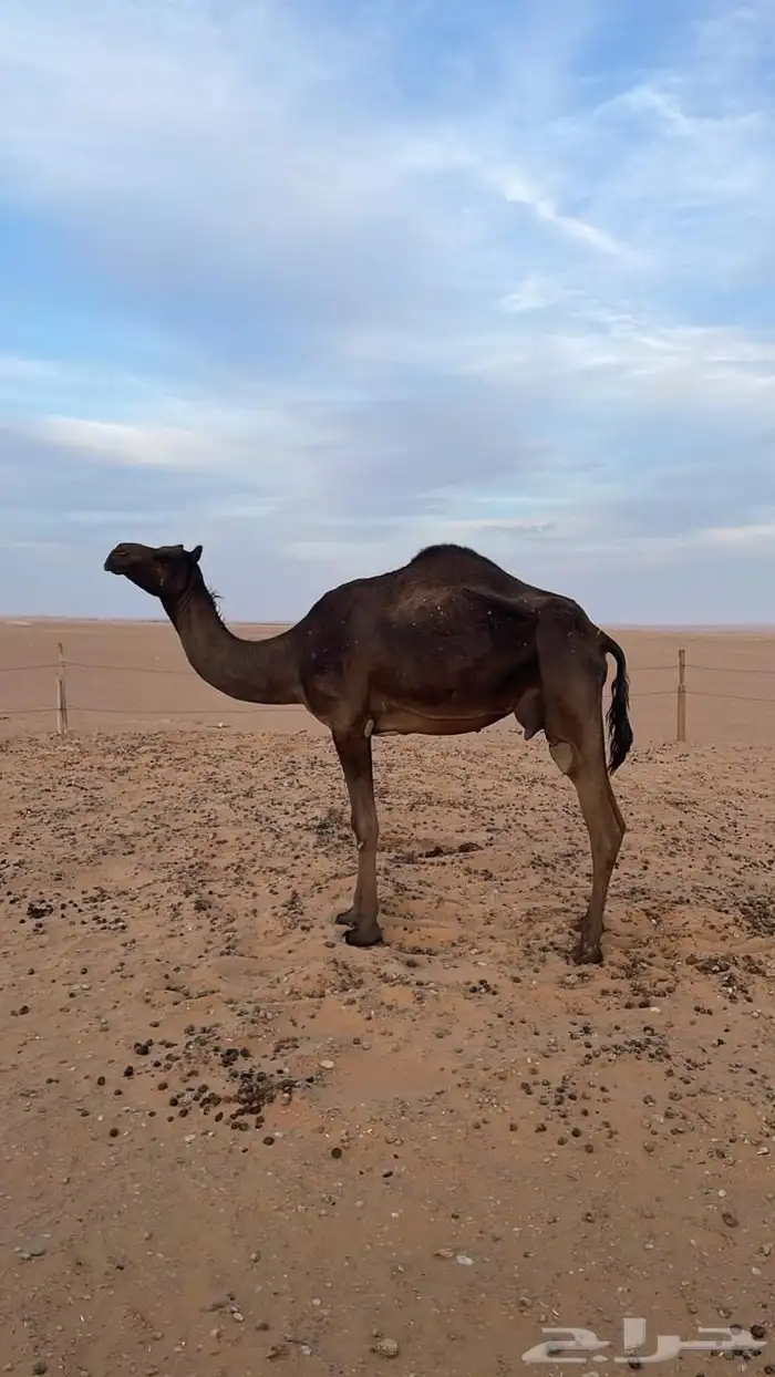 ناقه مميت ام ثالث 1