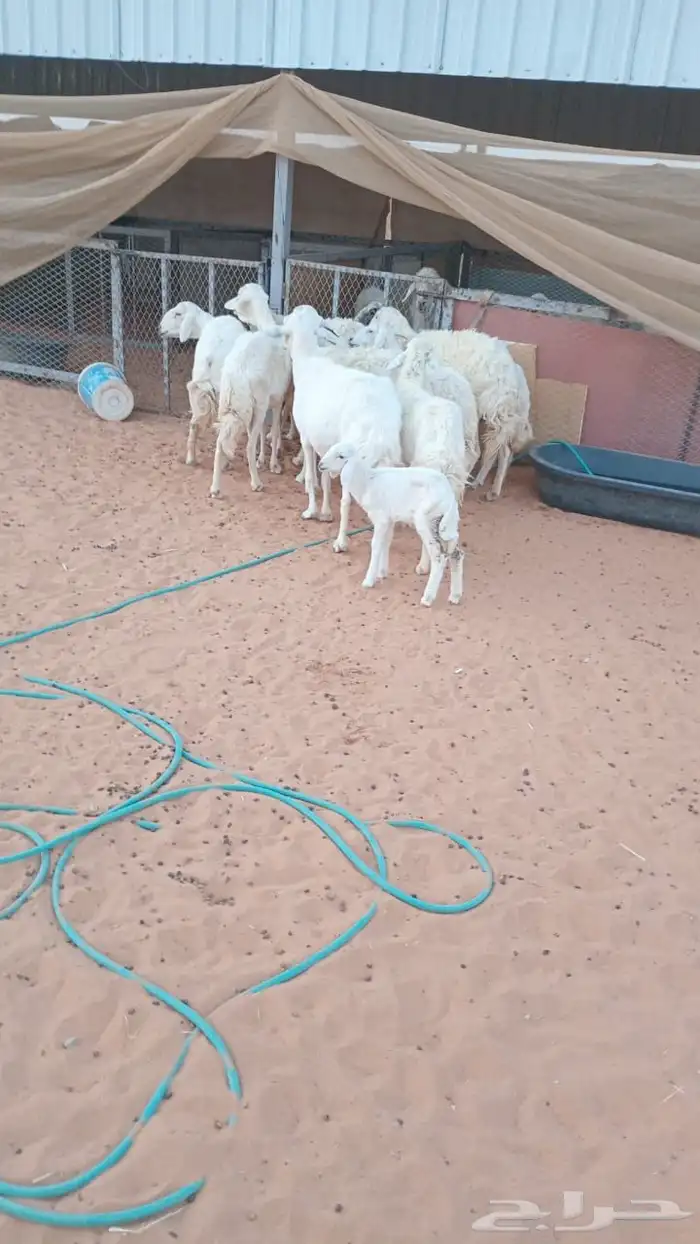 10 روس شياه حريه 4