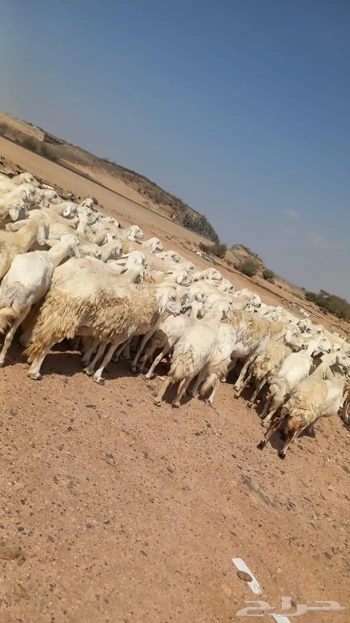 غنم حرش طيببه 96 3