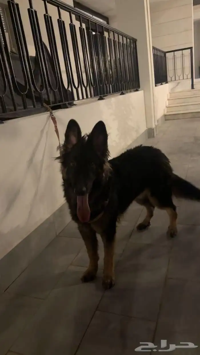 جيرمن لونج هير 0