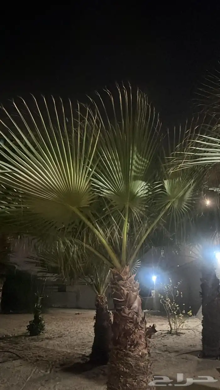 شجر بلجيكي 0