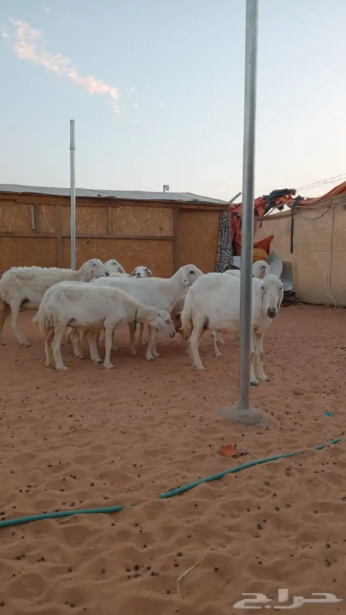 10 روس شياه حريه 2