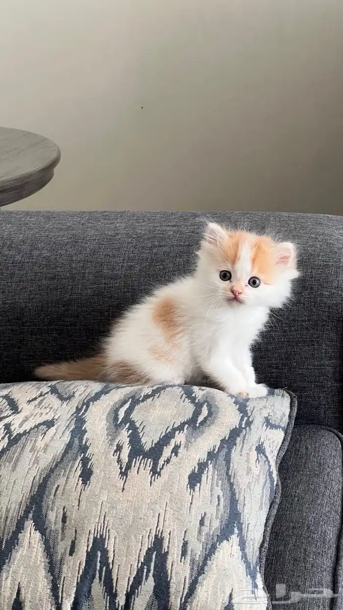 قطط للتبني 3