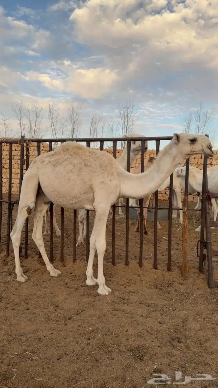 حاشي قعود حق اوضح 2