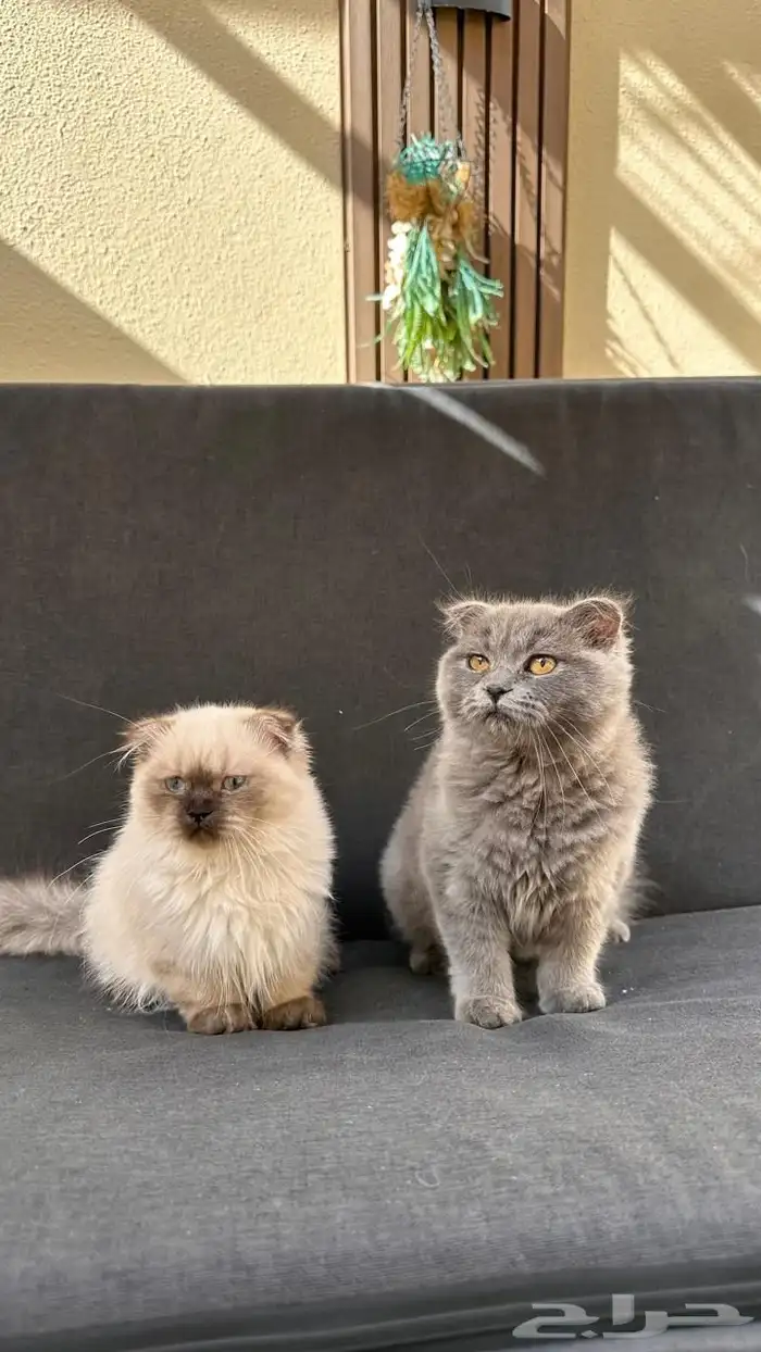 للبيع قطة سكوتش قولد وهميلايا 1