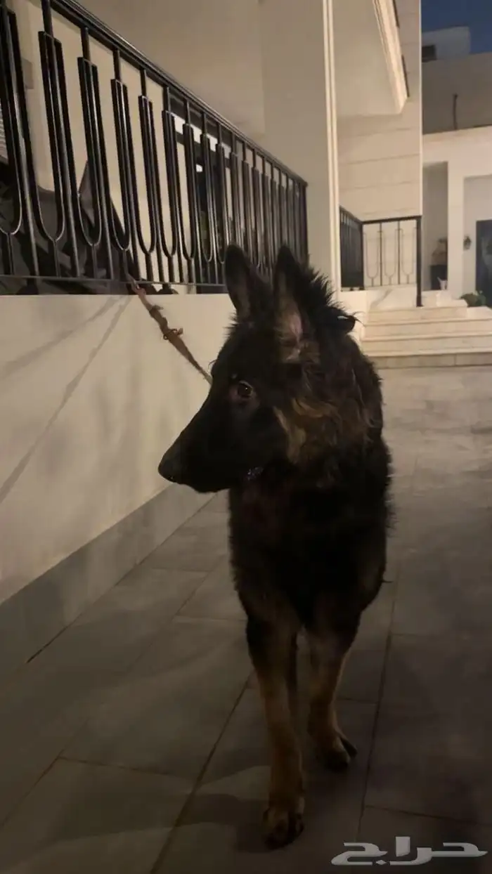 جيرمن لونج هير 1