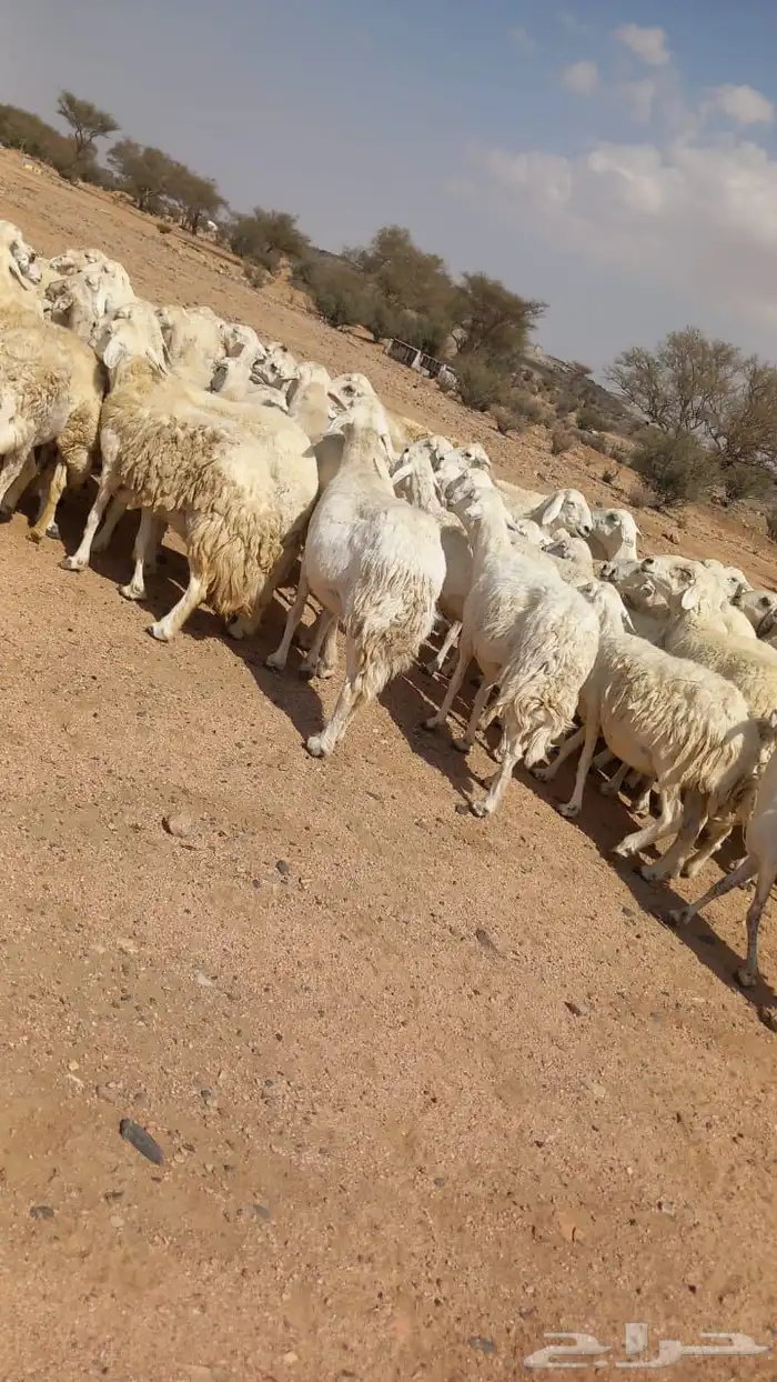 غنم حرش طيببه 96 0