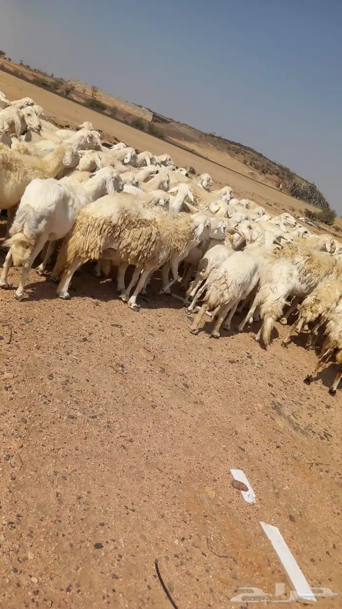 غنم حرش طيببه 96 1