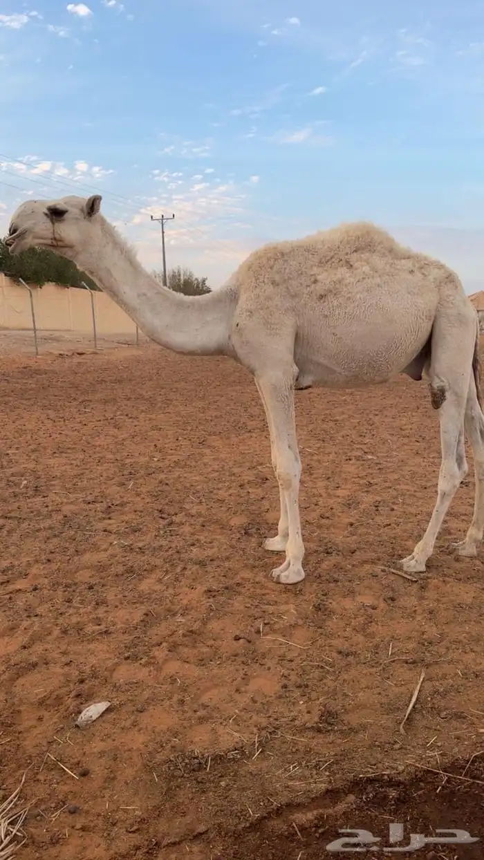 حاشي قعود حق اوضح 1