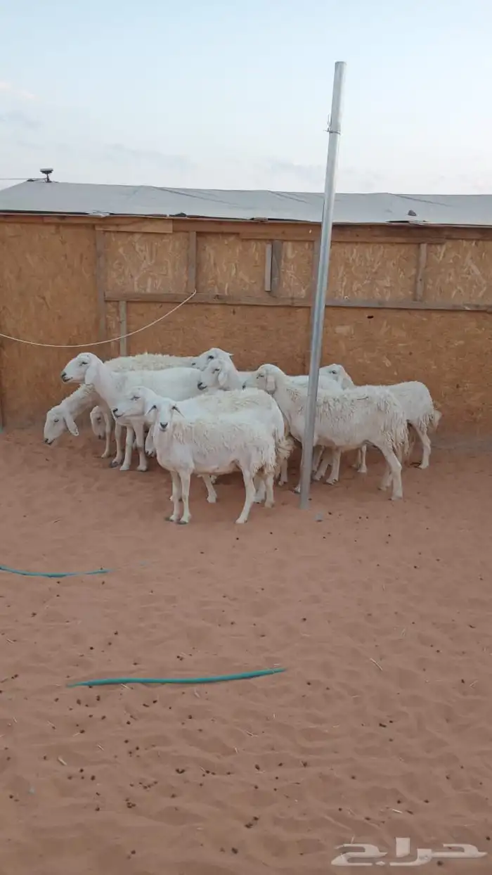 10 روس شياه حريه 0