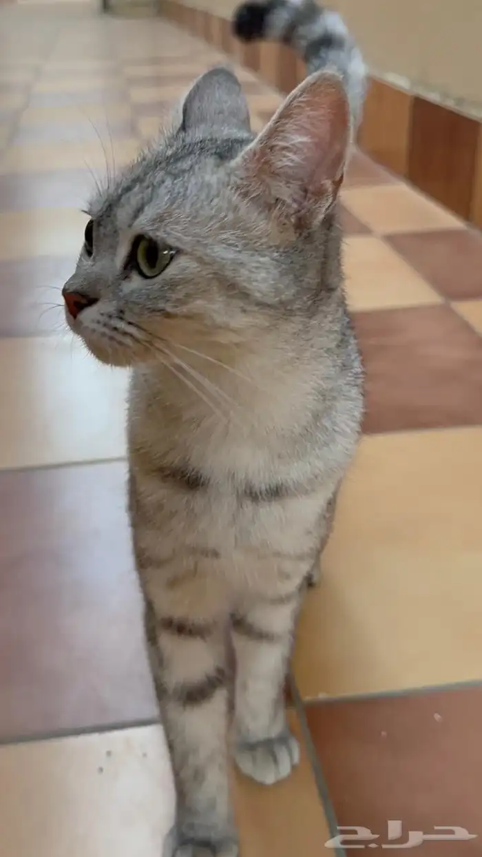 قطه اليفه جدا  للتبني 1