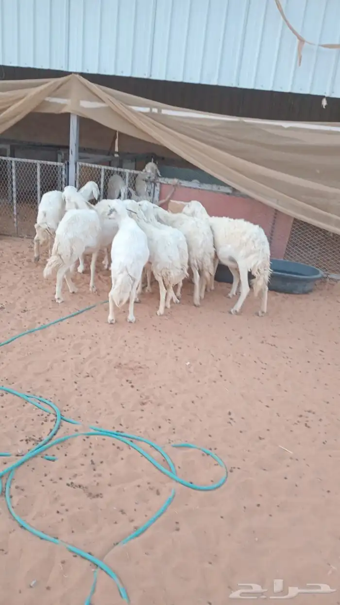 10 روس شياه حريه 3