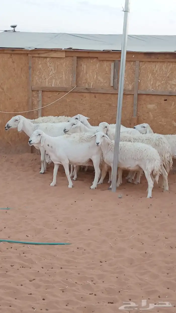 10 روس شياه حريه 1