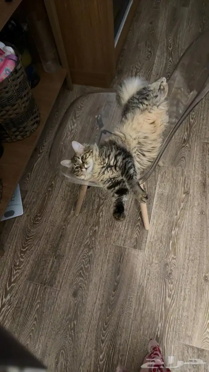 قطه للتبني 2