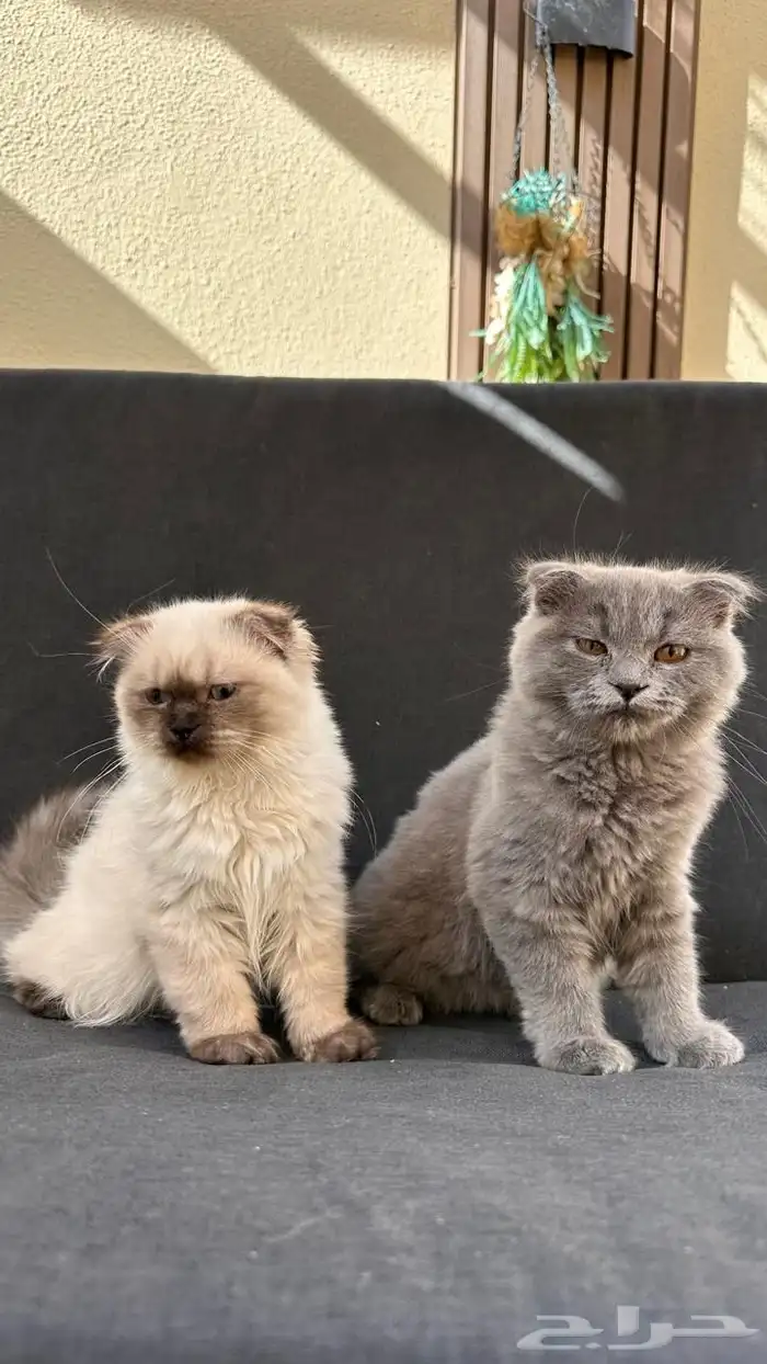 للبيع قطة سكوتش قولد وهميلايا 4